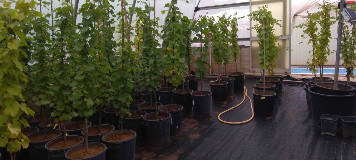 New SynField installation in Bari, Italy