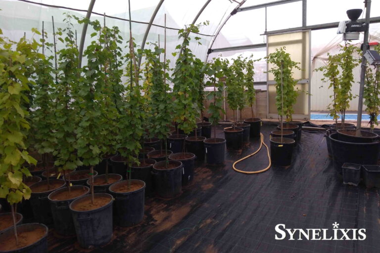 New SynField installation in Bari, Italy